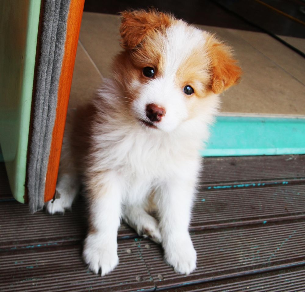 Hundehotell  trygg og aktiv ferie for hunden