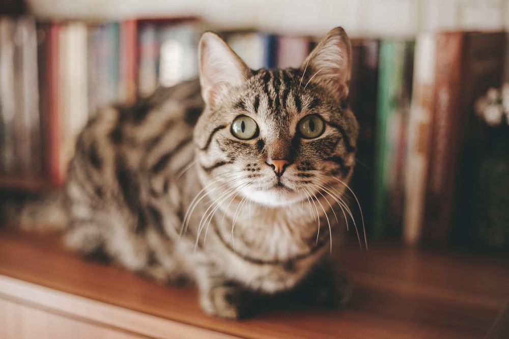 Hvordan velge riktig kattepensjonat for katten din